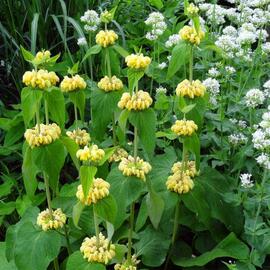 Plants Phlomis