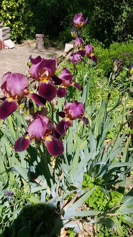 IRIS BULBES