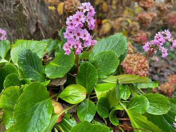 Bergenia - à planter en pleine terre