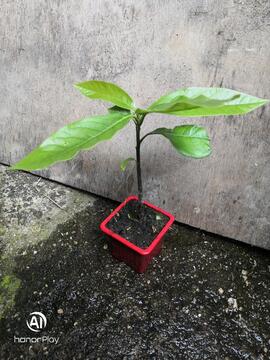 Avocatier h:18cm