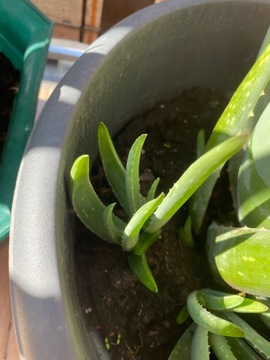 Aloe vera