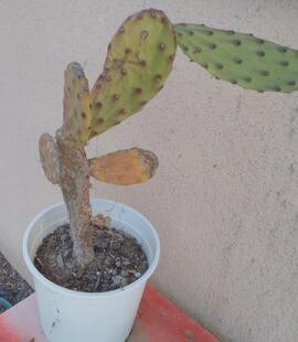 cactus en pot