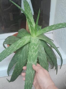 aloe vera