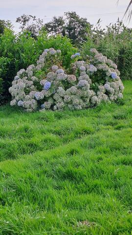 gros hortensias