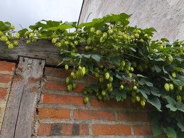 houblon à cueillir