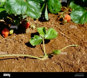 stolons de fraisiers