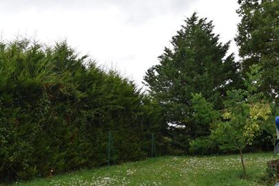 Donne bois de sapin à abattre sur place