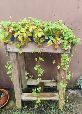 stolons fraises des bois