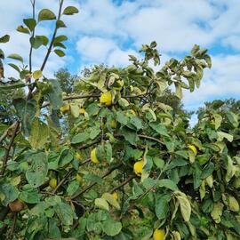 coings fruits