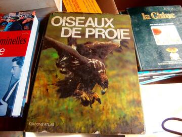 oiseaux de proie