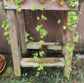 stolons fraises des bois