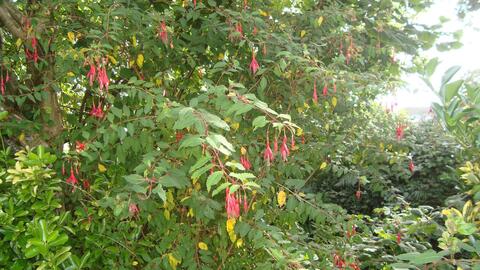 Plant fushia