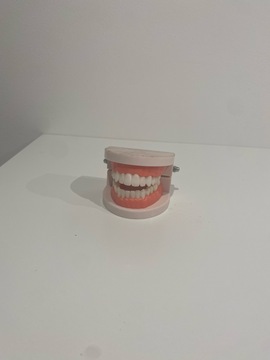 Maquette dentition