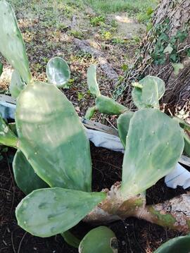 oreille de cactus