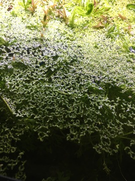 lentilles d’eau douce pour aquarium