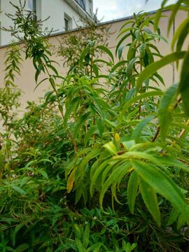 branche de verveine citronnée tisane