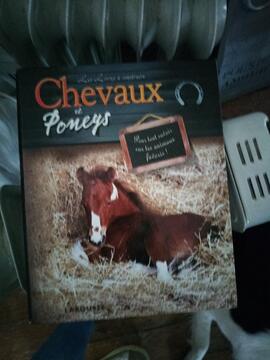 chevaux poneys