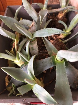 agave