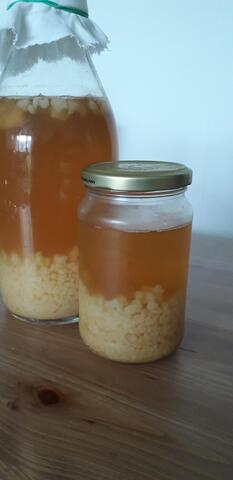 Grains de Kefir de Fruits