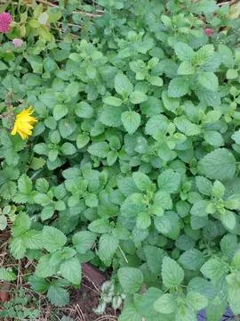 plants de mélisse