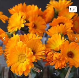 Semences Calendula officinale