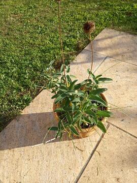 Bouture de Phlomis