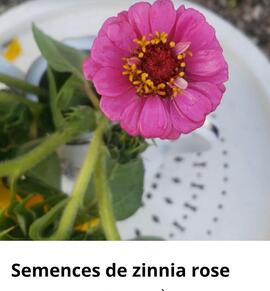 semences zinnia rose