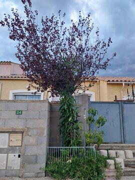 ARBRE PRUNUS PISSARDI