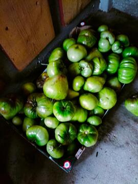 Tomates vertes pour confiture ou autre