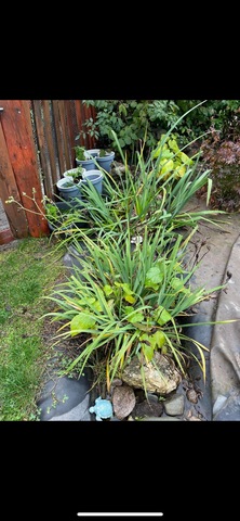 iris de bassins jaune et violet