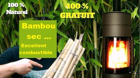 Bambou, bois de chauffage