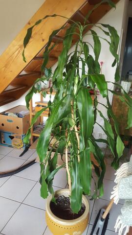 plante 170 cm hauteur