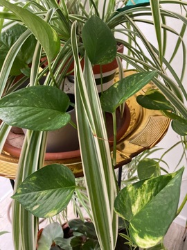 bouture Pothos