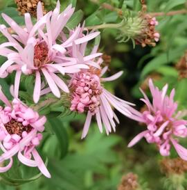 Anémone du Japon et aster