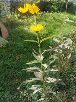 Racine de fleur à replanter