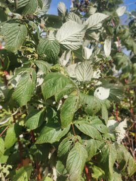 Pied de framboise