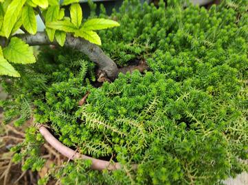 sedum miniature