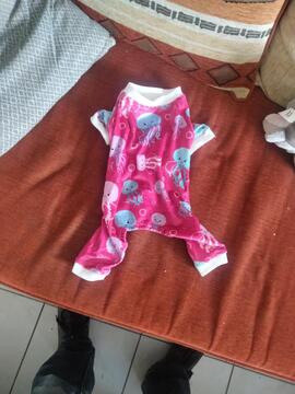 tenue pour petit chien taille s