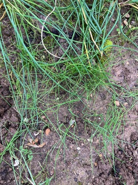 petits plants de ciboulette