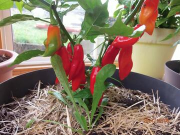 Piments du jardin