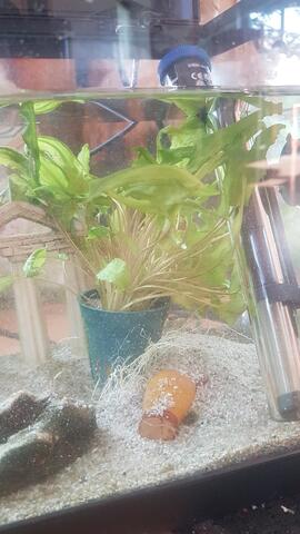 mini plante aquarium