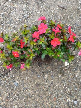 impatiens à remettre en pot