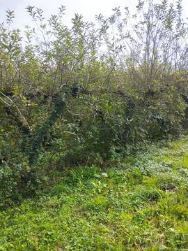 bois de pommiers à couper