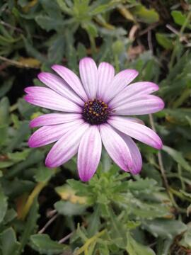 Boutures d'osteospermum