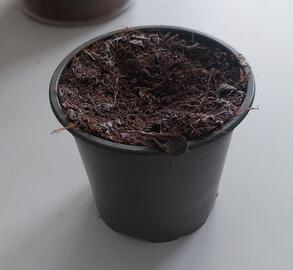 pot avec terre 8 cm diametre