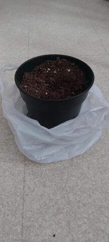 pot 16 cm avec terre