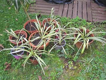 Plantes vertes