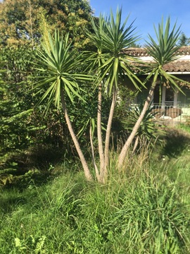 Yucca à donner