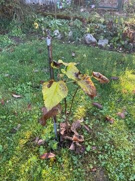 Catalpa hauteur environ 70 cm