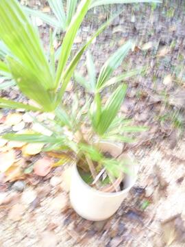 petits palmiers en pot